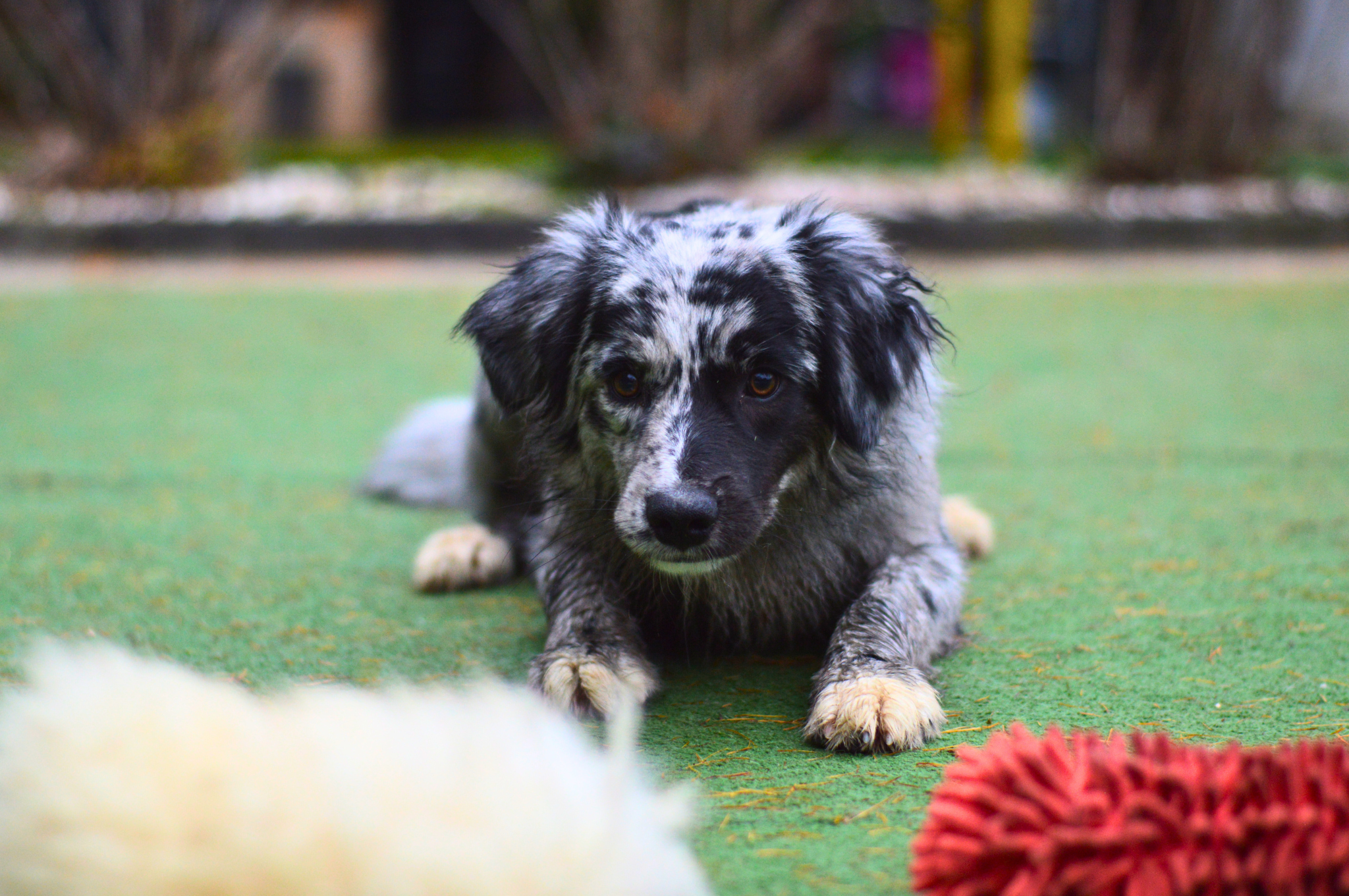 tréningové hračky pre psa